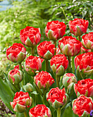 Tulipa Bombastic Red