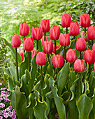 Tulpe (Tulipa) 'Paradise Mountain'