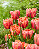 Tulpe (Tulipa) 'Royal Centennial'