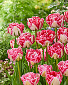 Tulpe (Tulipa) 'DWP 1'