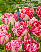 Tulpe (Tulipa) 'DWP 1'