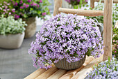 Flammenblume (Phlox) 'Bedazzled Orchid'