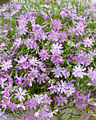 Flammenblume (Phlox) 'Bedazzled Pink'
