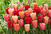 Tulipa Jimmy mix