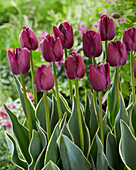 Tulpe (Tulipa) 'Caravelle Design®'