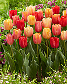 Tulipa Jimmy mix