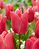 Tulipa Dark Pink Jimmy