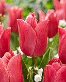 Tulpe (Tulipa) 'Dark Pink Jimmy'