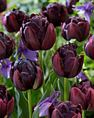 Tulpe (Tulipa) 'Black Hero'