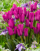 Tulipa Purple Bouquette