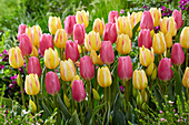 Tulpe (Tulipa) 'Antoinette', 'Happy Family'