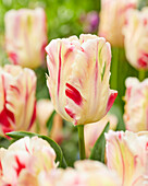 Tulpe (Tulipa) 'Flaming Art'