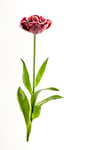 Tulipa