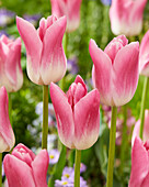 Tulpe (Tulipa) 'Royal Ten'