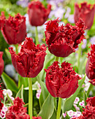 Tulpe (Tulipa) 'Versaci'