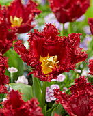 Tulpe (Tulipa) 'Versaci'