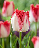 Tulpe (Tulipa) 'Sweets Paradise'