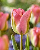 Tulpe (Tulipa) 'Groenland'