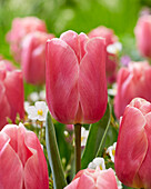 Tulipa Pink Jimmy