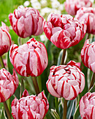 Tulipa Carnaval Sweet