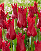 Tulpe (Tulipa) 'Elegant Lady Red'