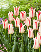 Tulpe (Tulipa) '89-05'