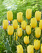 Tulipa Strong Gold Blonde