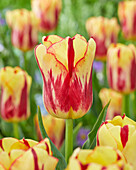 Tulipa 88-94