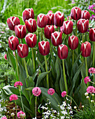 Tulpe (Tulipa) 'Tiramisu'