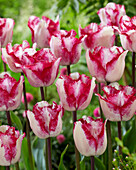 Tulpe (Tulipa) 'Raspberry Ripple'