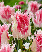 Tulipa Drakensteyn