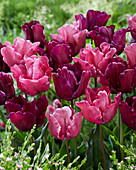 Tulpe (Tulipa) 'Victoria's Secret ', Mischung