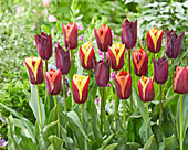 Tulpe (Tulipa) 'Havran', 'Gavota and Slawa'