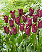 Tulpe (Tulipa) 'Havran'