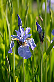 Sibirische Schwertlilie (Iris sibirica) 'Fran's Gold'