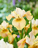 Sibirische Schwertlilie (Iris sibirica) 'White Amber'