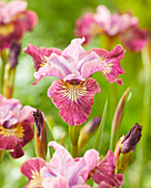 Sibirische Schwertlilie (Iris sibirica) 'Miss Apple'