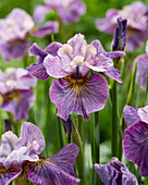 Sibirische Schwertlilie (Iris sibirica) 'Careless Sally'
