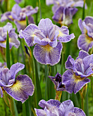 Iris sibirica Cape Cod Boys