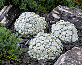 Hauswurz (Sempervivum) 'Arctic White'