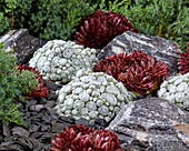 Hauswurz (Sempervivum) 'Arctic White', 'Coral Red'