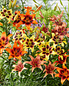 Lilie (Lilium) 'Pieton', 'Twosome', 'Whistler'