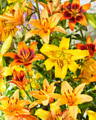 Lilium mix