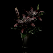 Lilie (Lilium), schwarz