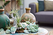 Air plant collection