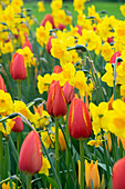 Spring Scents bulb mix