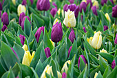 Tulipa Sunny Prince, Purple Prince