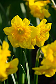 Narzisse (Narcissus) 'Yellow Parrot'