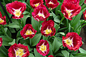 Tulipa Crispy Reddino