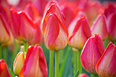 Tulipa Prins Claus